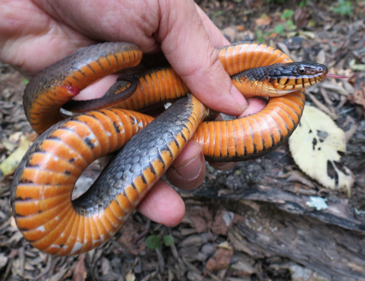 Plainbelly Water Snake